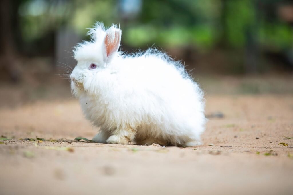 Angora Rabbit-cottagespinsew.com