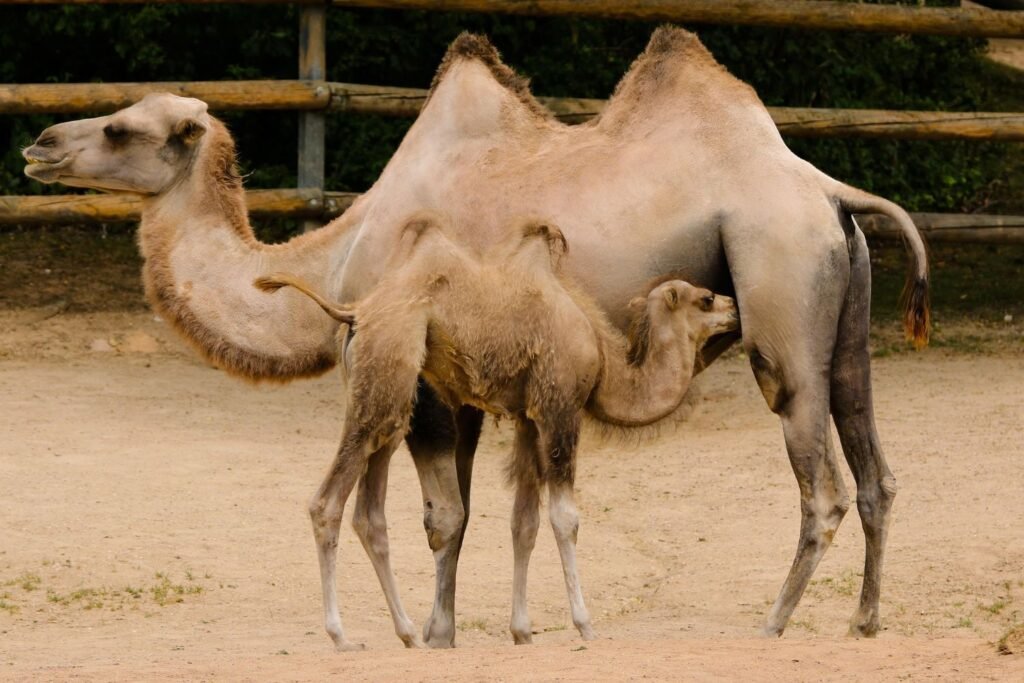 Bacterain Camel-Exotic Animal Fibers-cottagespinsew.com