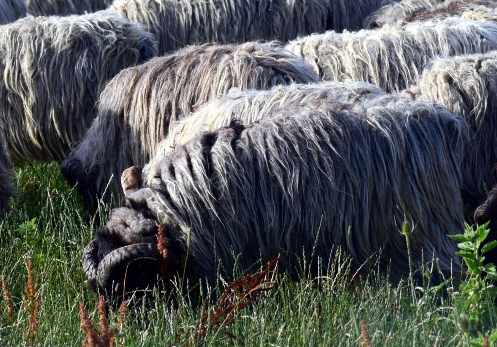 Coarse Wooled Sheep-cottagespinsew.com