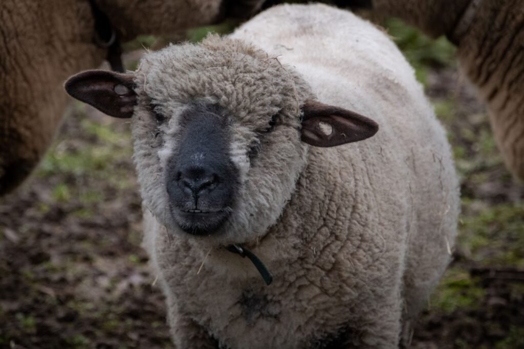 Hampshire sheep-Sheep Wool Breeds-cottagespinsew.com