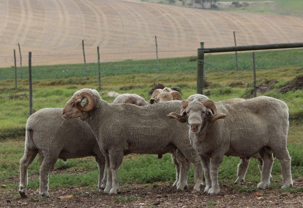 Merino Sheep-cottagespinsew.com