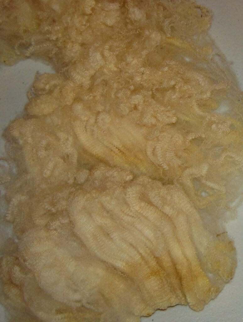 Merino-Cross Raw Wool-Washing and Drying Raw Fiber-Cottagespinsew.com