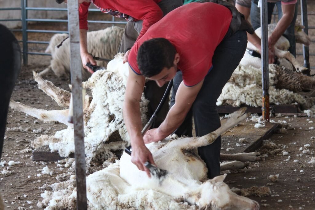 Shearing Sheep-Shearing. Skirting and Picking-cottagespinsew.com