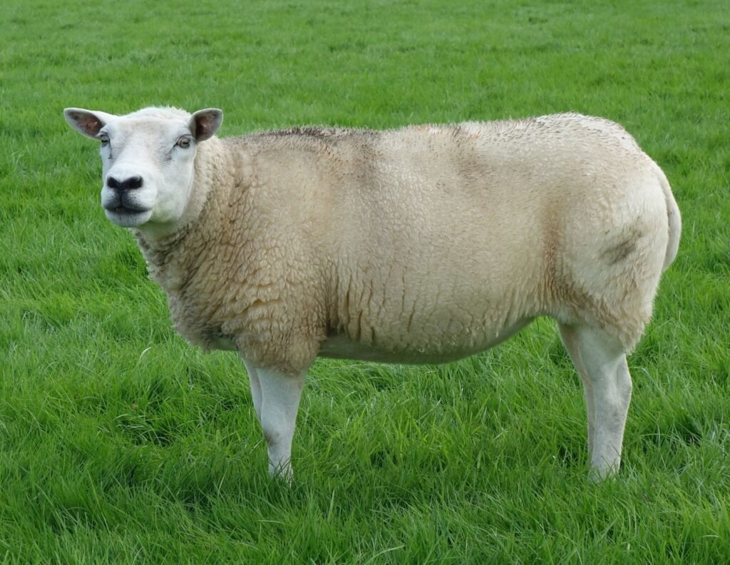 Texel Sheep-cottagespinsew.com