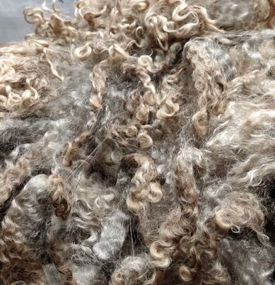Raw Fleece- washing and drying- Cottagespinsew.com