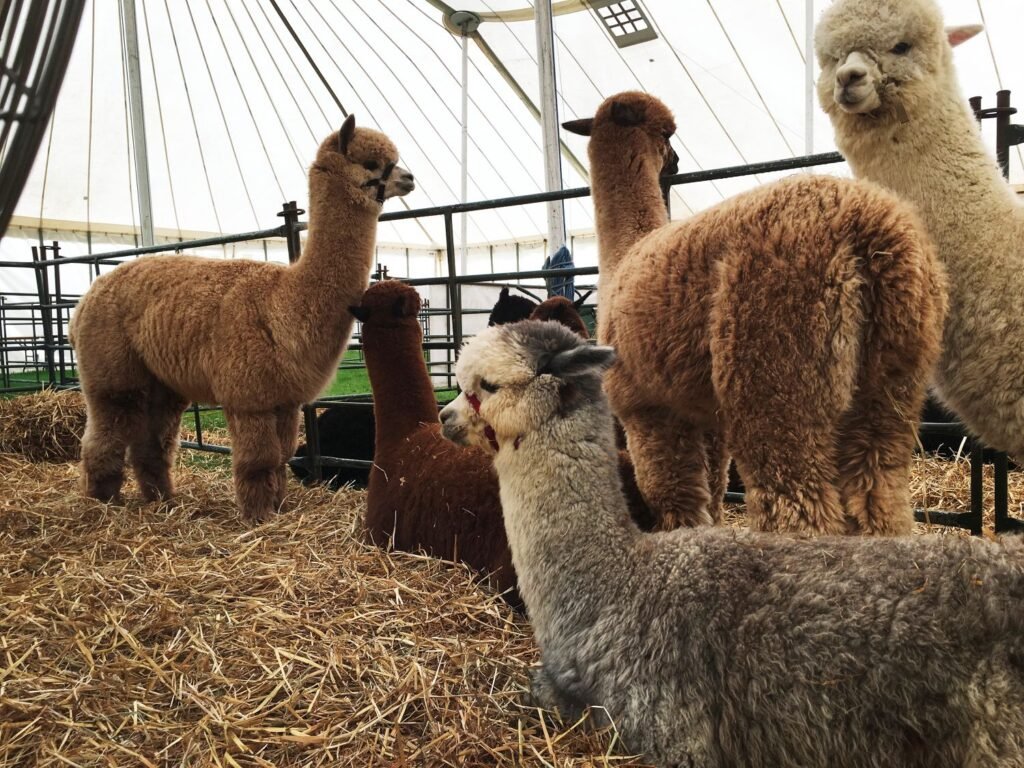 Alpacas-Cottagespinsew.com
