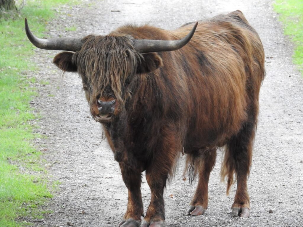Yak-cottagespinsew.com