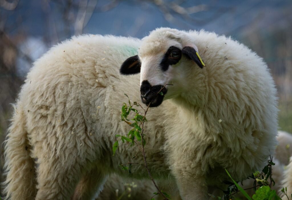 Lamb-Cottagespinsew.com