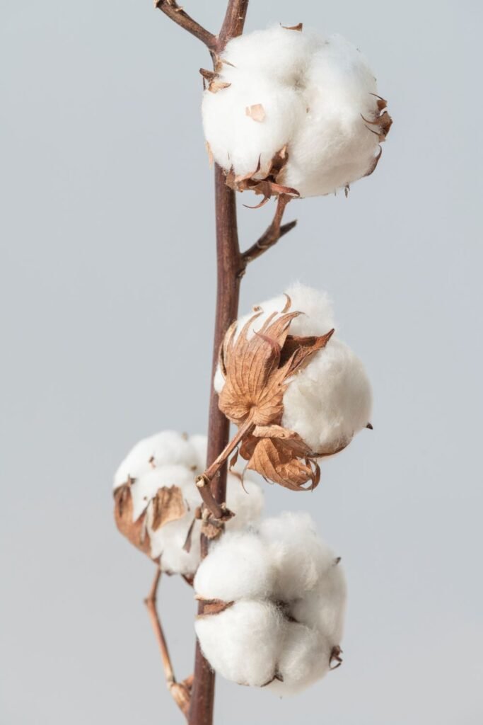 Cotton on stalk-cottagespinsew.com