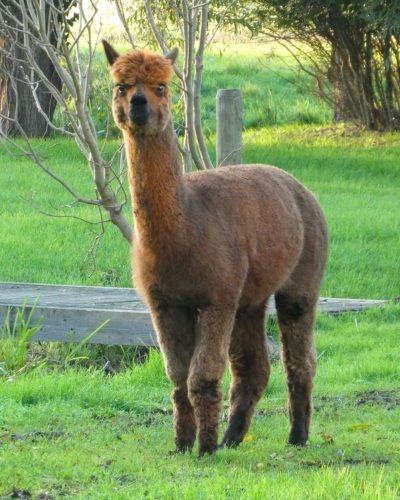 Alpaca-free-for shearing-2