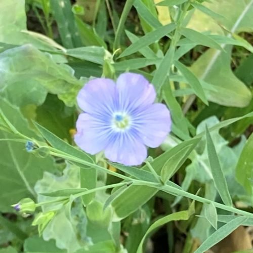 Flax flower-Raw fibers for hand spinning-cottagespinsew.com