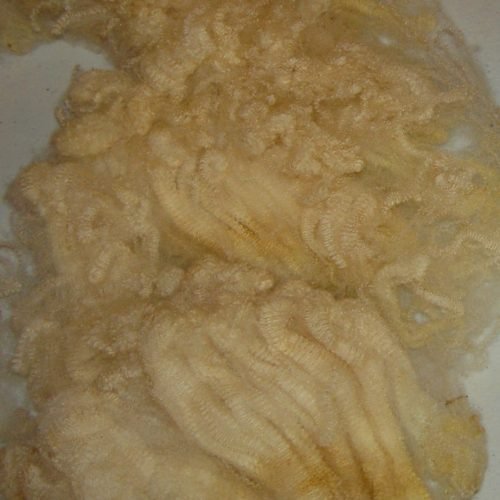 Merino cross Wool Merino-Cross Raw Wool-Washing and Drying Raw Fiber-Cottagespinsew.com