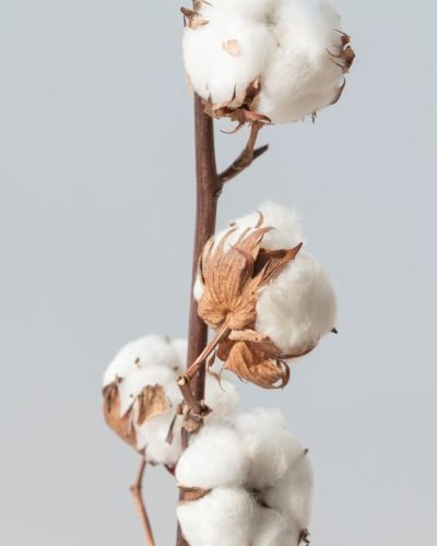 Cotton on stalk-cottagespinsew.com