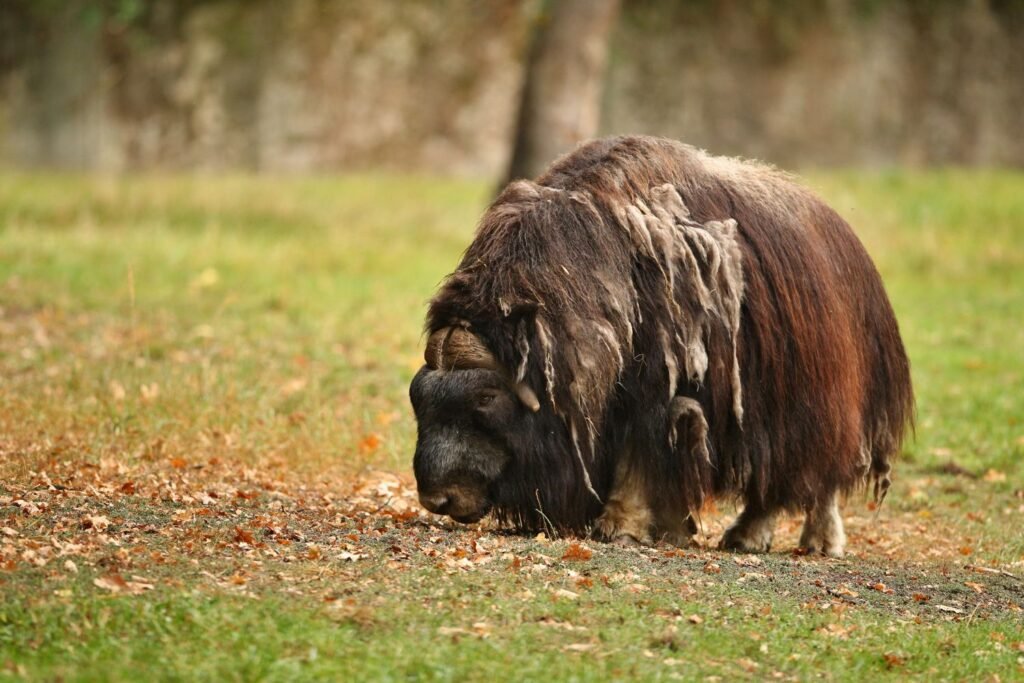 European Musk Ox- cottagespinsew.com