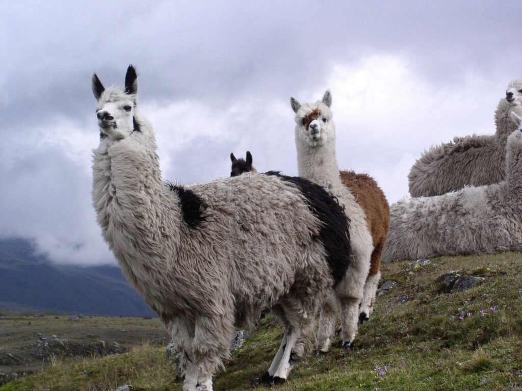 Llama-cottagespinsew.com