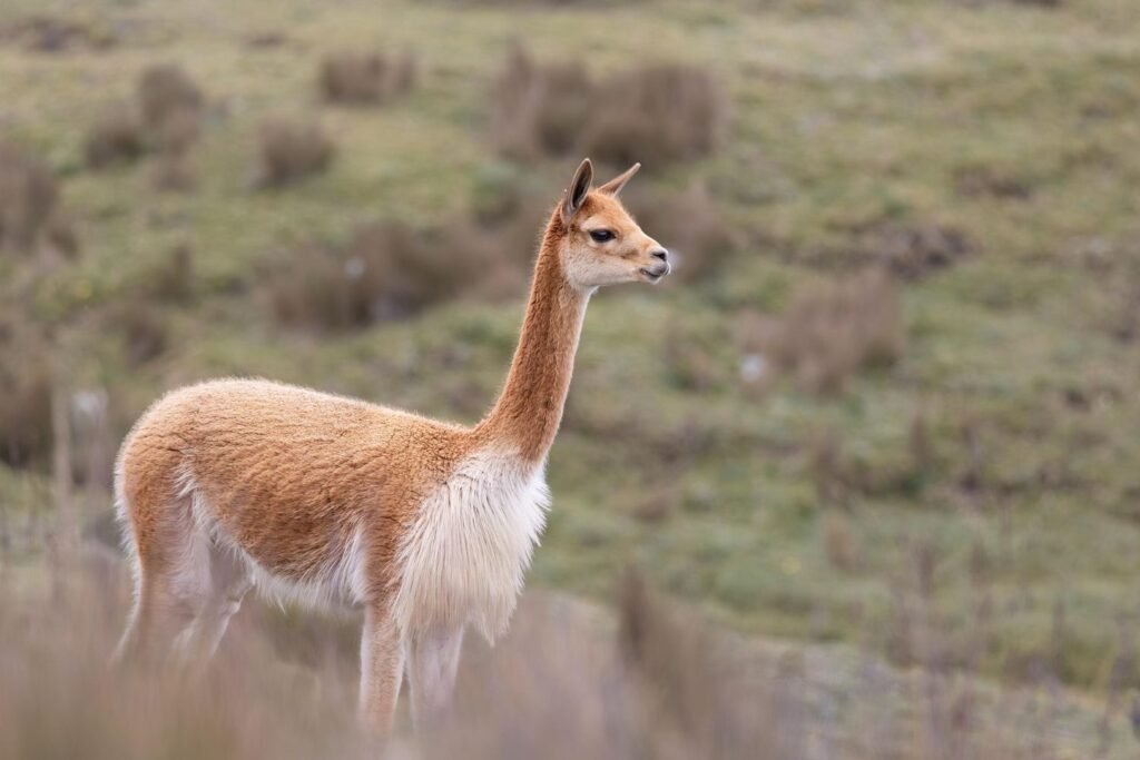 Vicuna-Exotic Animal Fibers-cottagespinsew.com